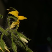 <i>Solanum lycopersicum</i>  L.